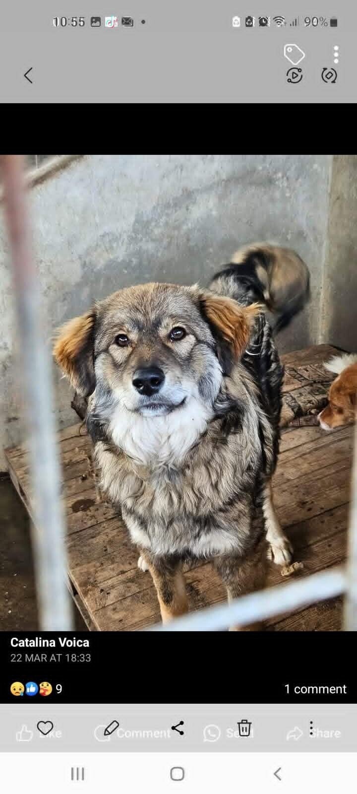 Teddy i Rumänien innan han blev adopterad