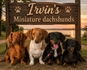 Irvin's minature dachshunds