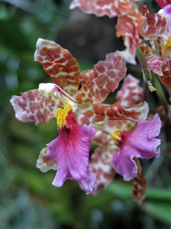 1509-Odontoglossum bictoniense x Odonto. Marg. Holm