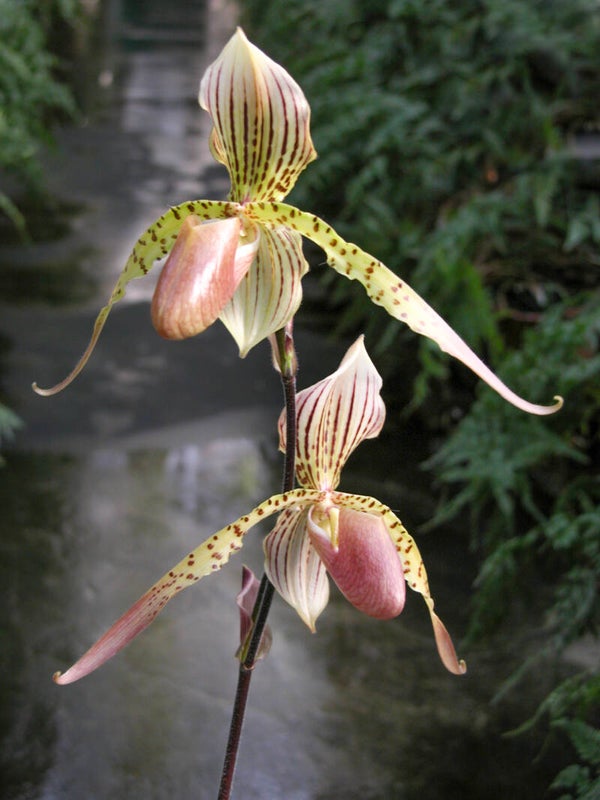 1517-Paphiopedilum rothschildianum x esquirolei