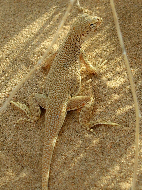 1558 Leguan, Mojave WuesterWüste