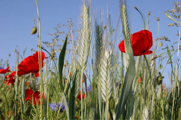 Forex-60x40-0198-Gerste-und-Mohn