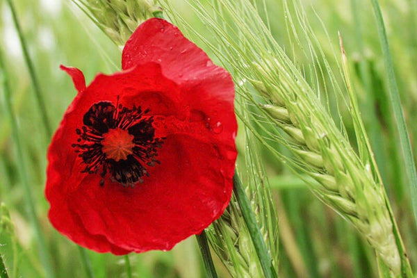 Forex-60x40-0312-Mohn