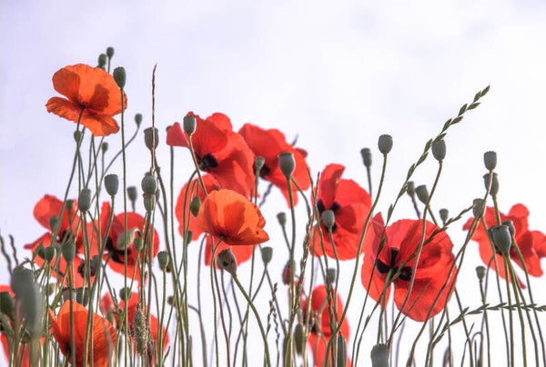 Leinwand-60x40-01-Mohn