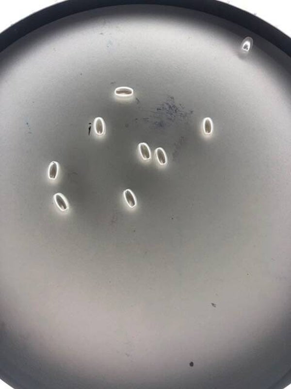 ovale zoetwater parels