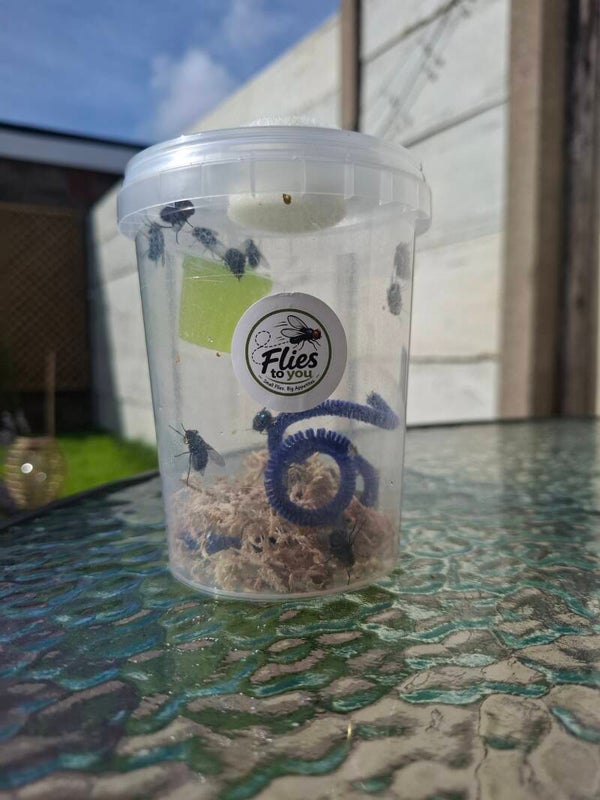 Blue Bottle Flies