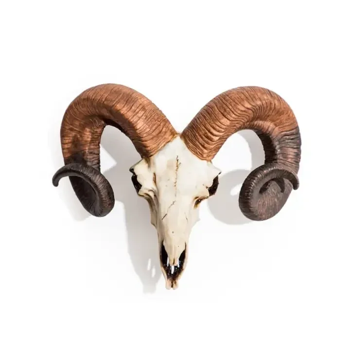Natural Ram Skull Wall Head