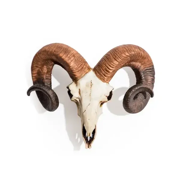 Natural Ram Skull Wall Head