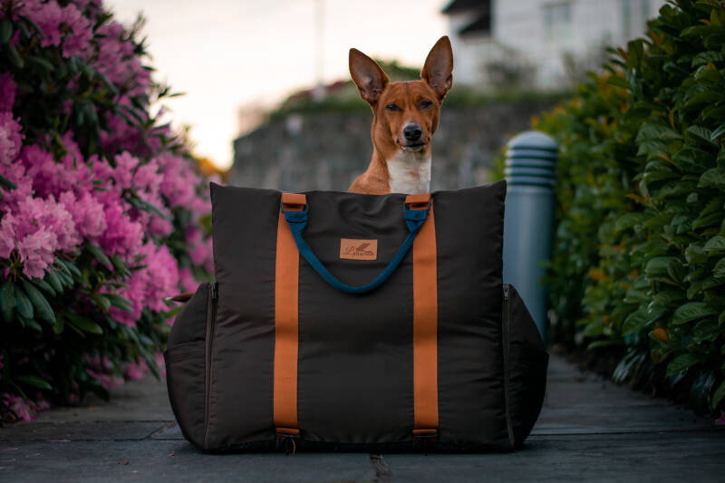 How to Get More Real Instagram Followers & More Likes | Dog Influencer