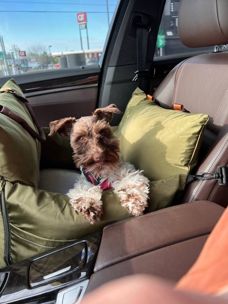 Miniature Schnauzer Dog Breed: Information, Travelling & Transport Tips