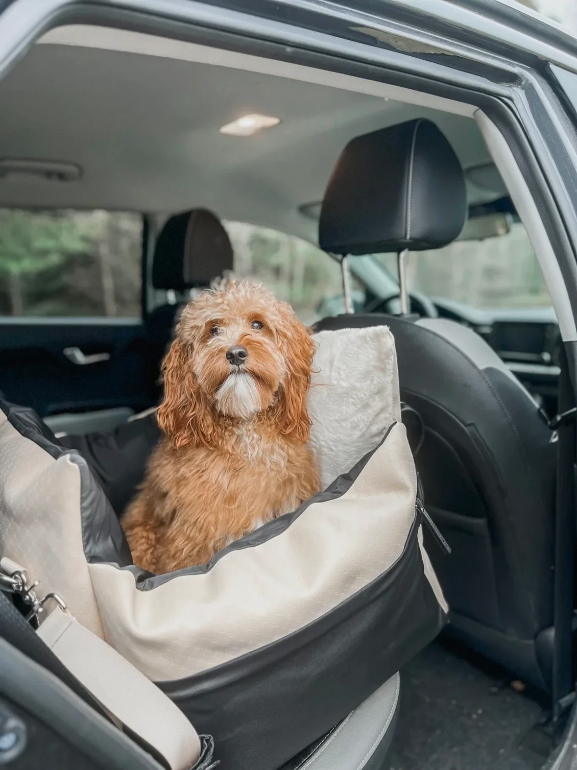Chewy dog booster seat online