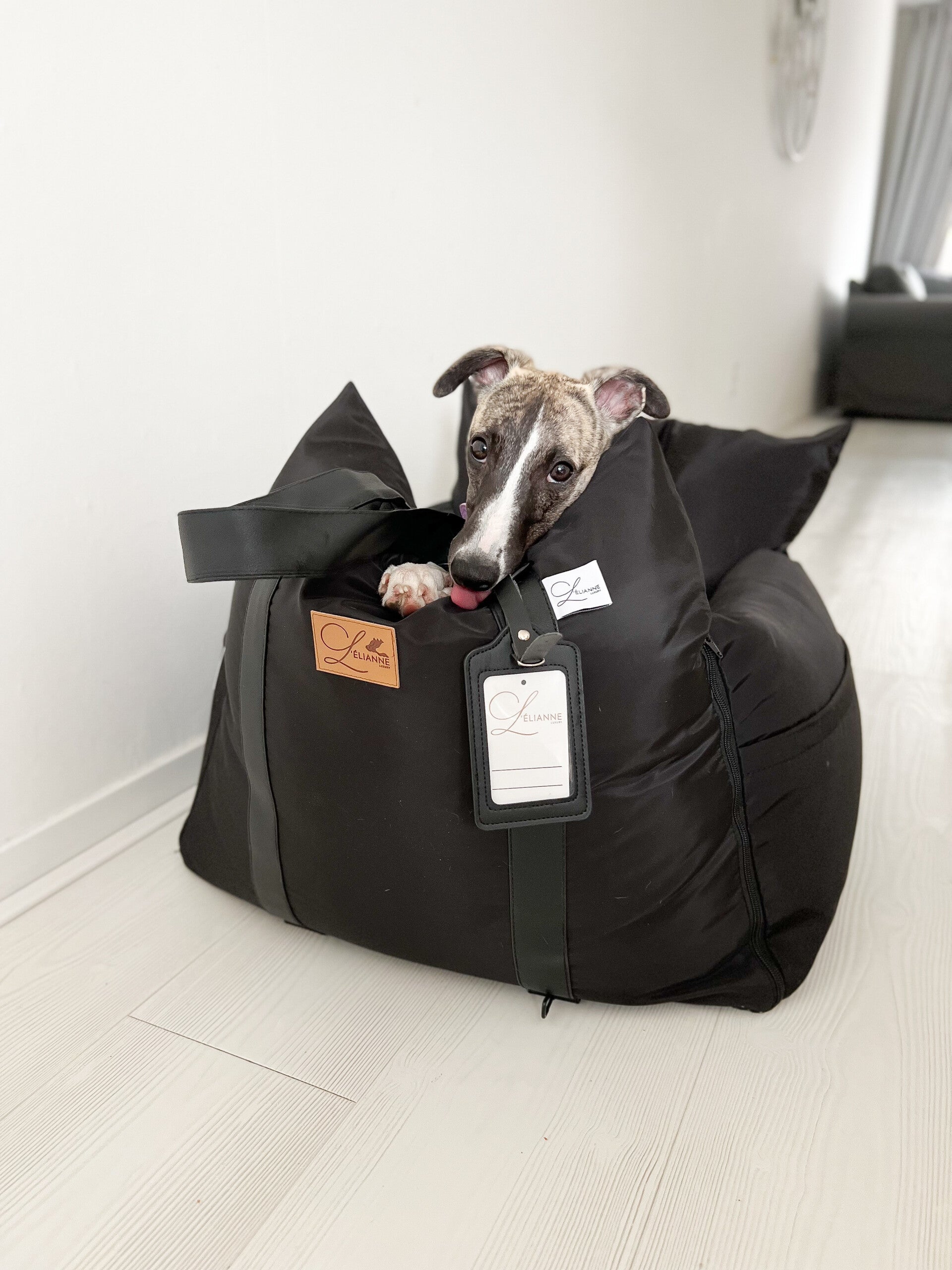 Whippet Dog Breed - Information, Travelling & Transport Tips