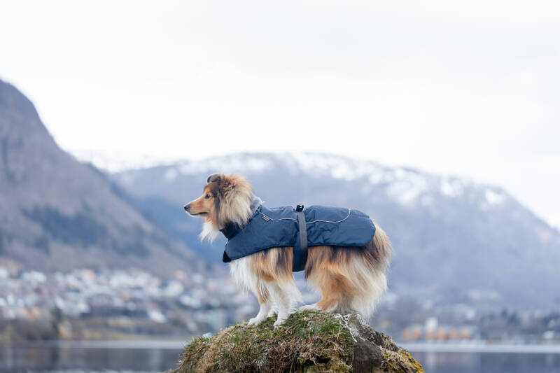 How to Get More Real Instagram Followers & More Likes | Dog Influencer