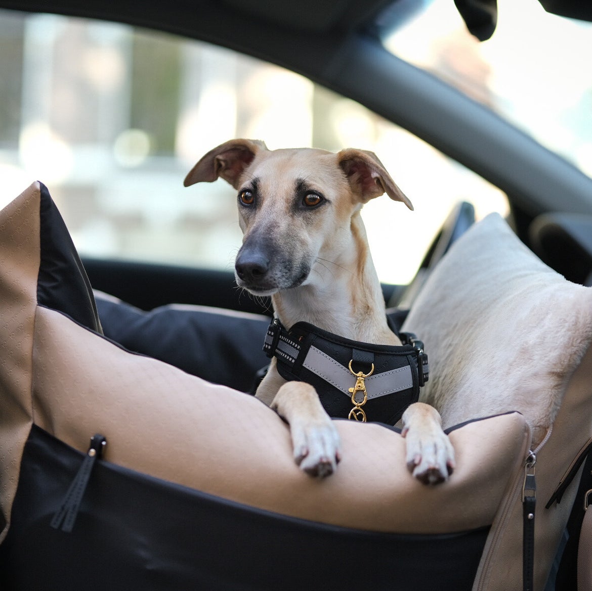 Car 2024 dog transport