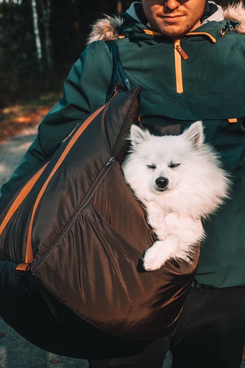 Whippet Dog Breed - Information, Travelling & Transport Tips