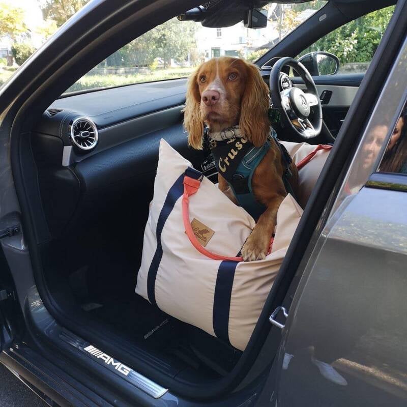 Whippet Dog Breed - Information, Travelling & Transport Tips