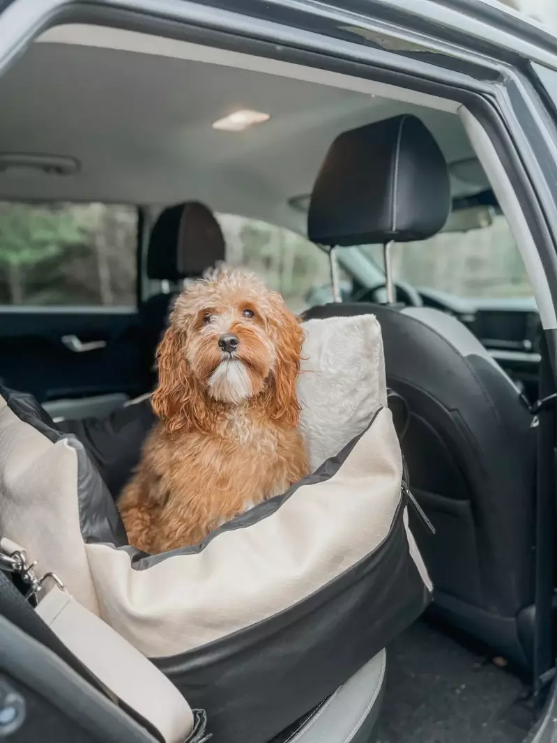 Top 3: Best Dog Car Seat 2023 - Expert Advice