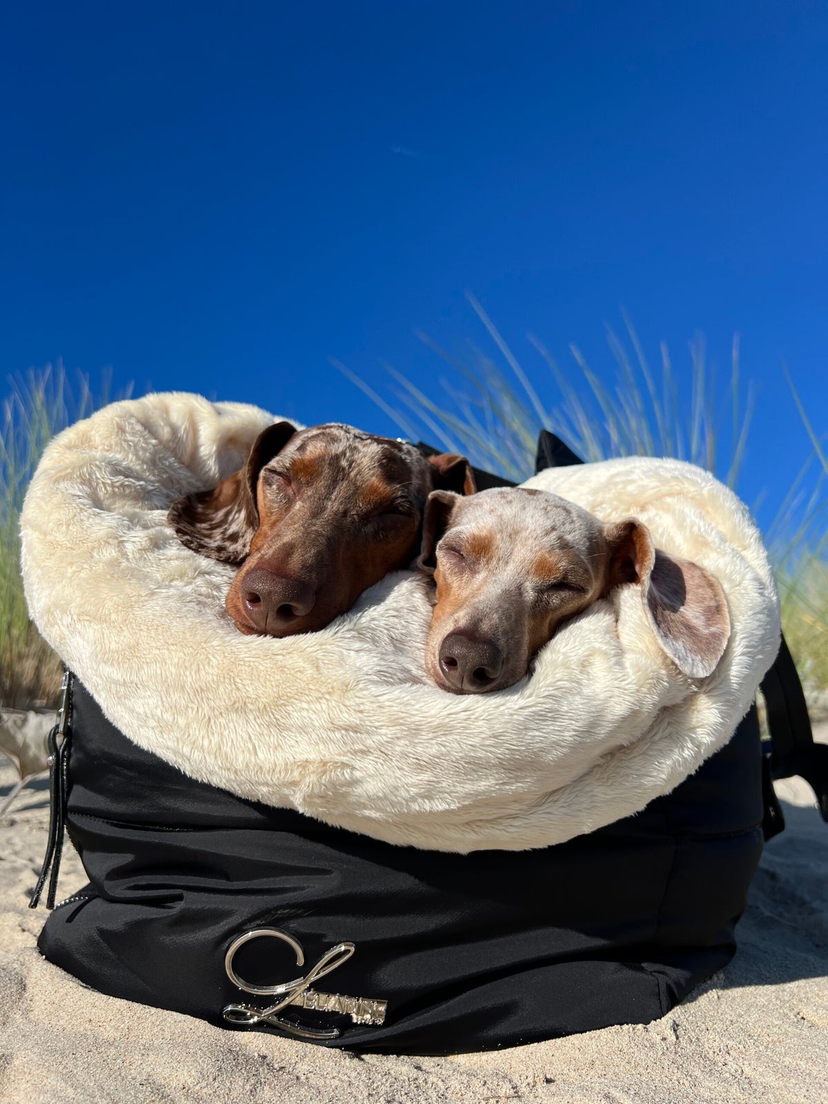 View of Motion Sickness Pills For Dogs - The Ultimate Guide