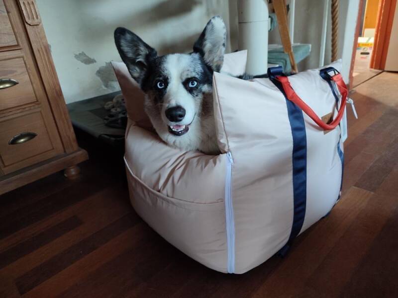  Whippet Dog Breed - Information, Travelling & Transport Tips