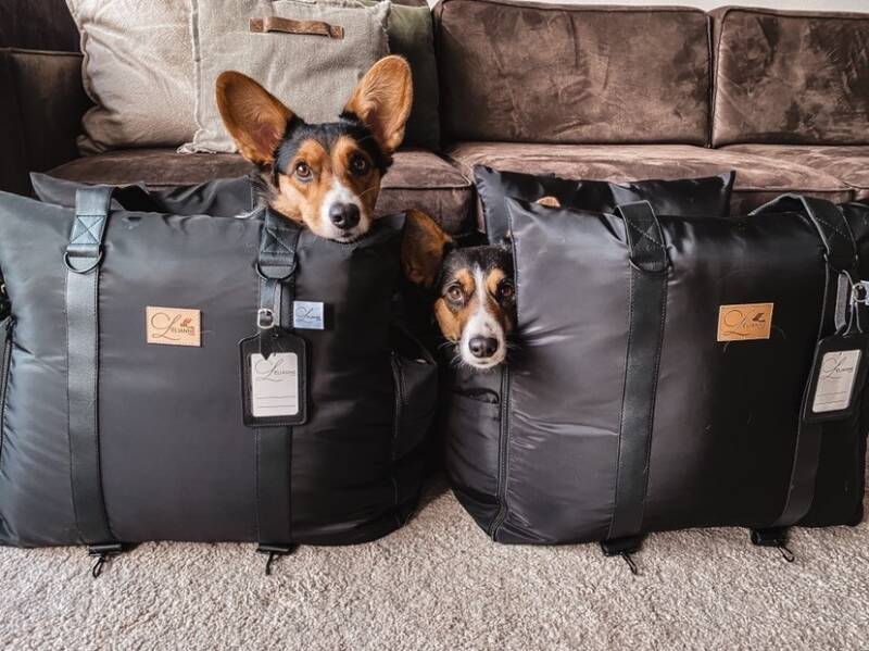 Whippet Dog Breed - Information, Travelling & Transport Tips