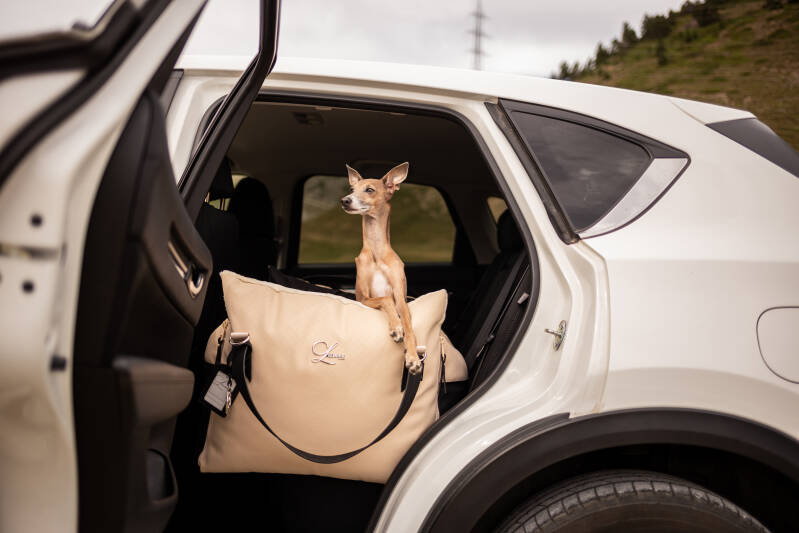 Dog Car Seat  | Dog Travel Bed  | Booster Dog Car Seat – L’élianne