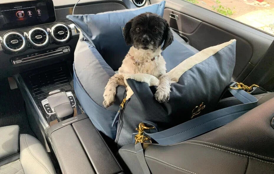 How Should A Dog Travel In A Car