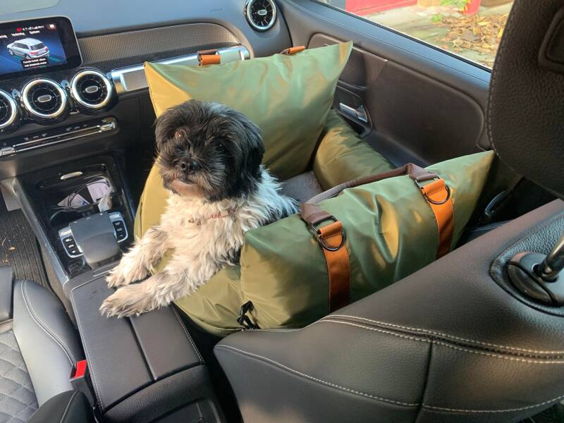 Whippet Dog Breed - Information, Travelling & Transport Tips