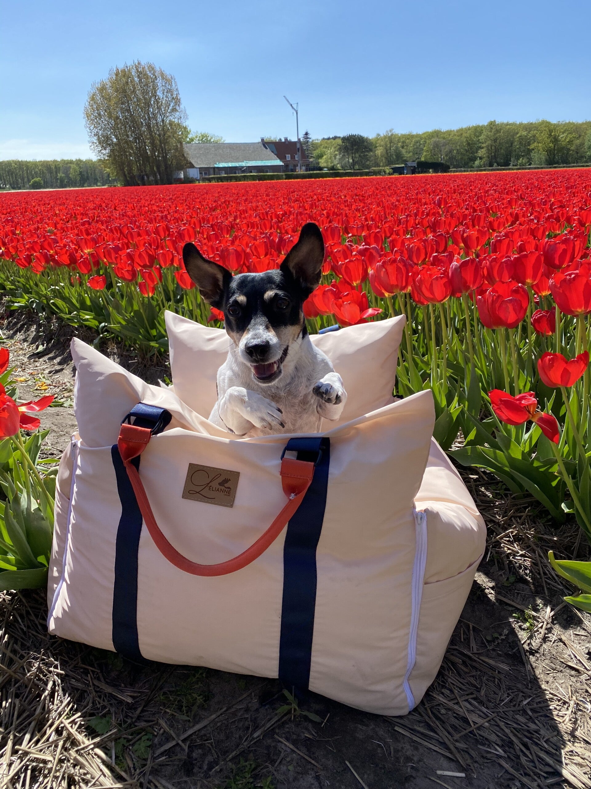 Dog Car Seat  | Dog Travel Bed | Dog Car Bed | Booster Car Seat Dog – L’élianne 