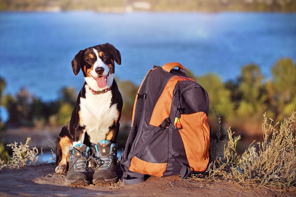 10 Packing List For A Long Road Trip With Dogs 10 Packing List For A Long Road Trip With Dogs