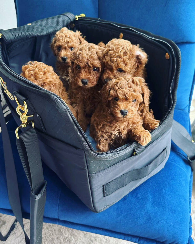 Airplane Rules & Requirements: Travelling By Plane in Europe With a Dog