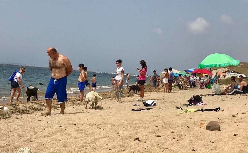 Amsterdam Dog-Friendly Travel: What To Do?