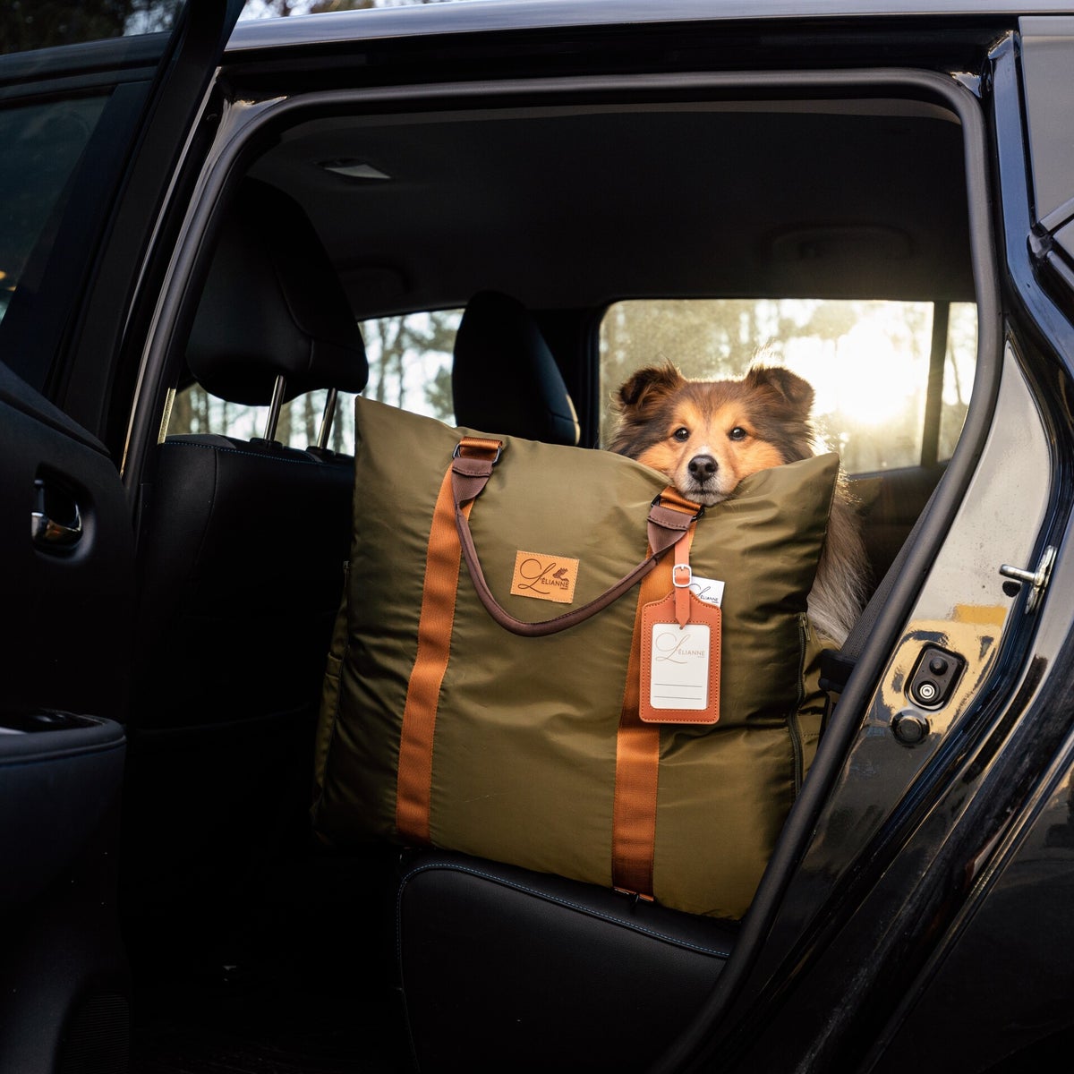 29 MustFollow Tips How to Transport a Dog in a Car?