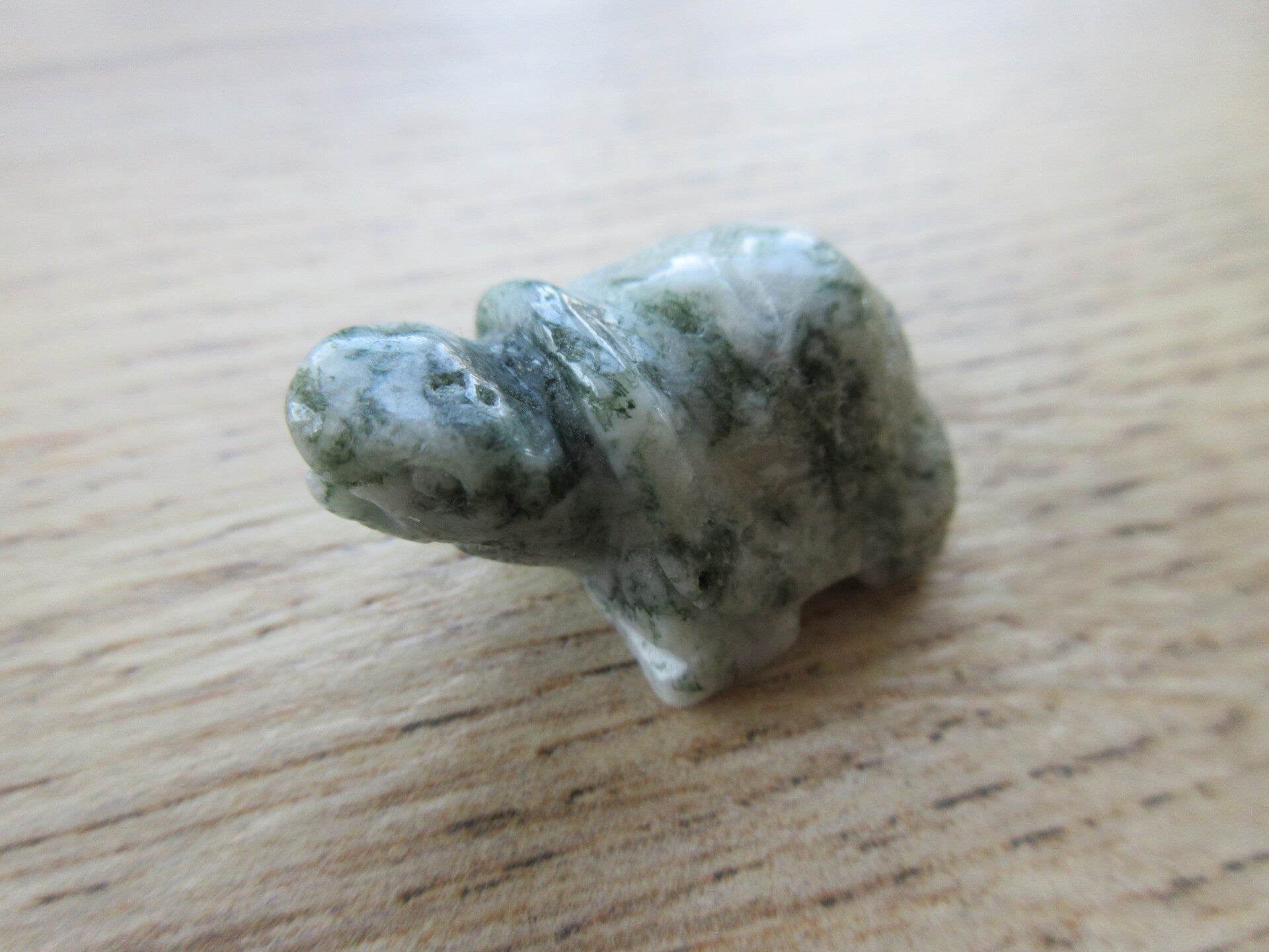 Schildpad Mosagaat/Boomagaat (#219)