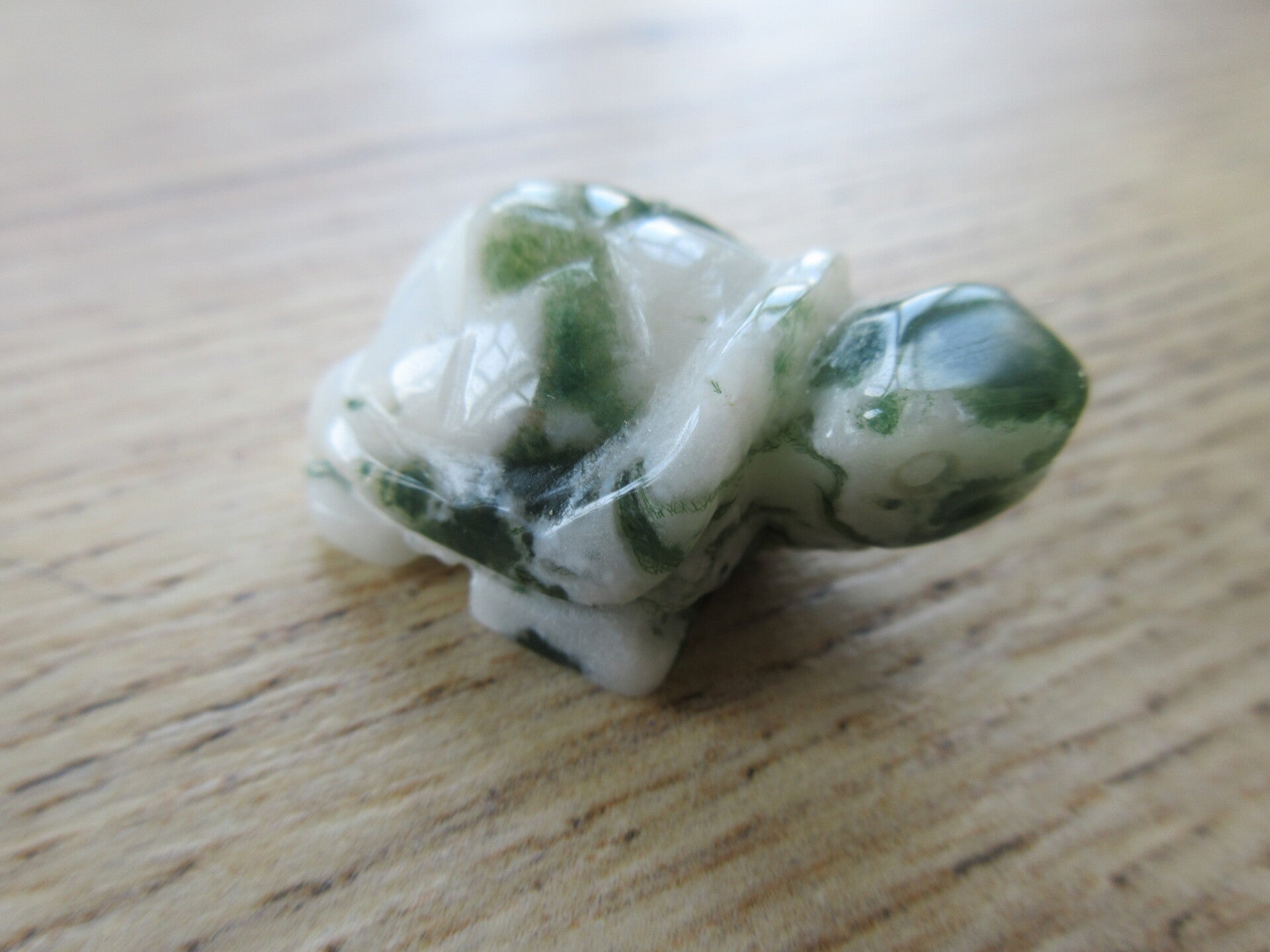 Schildpad Boomagaat (#230)