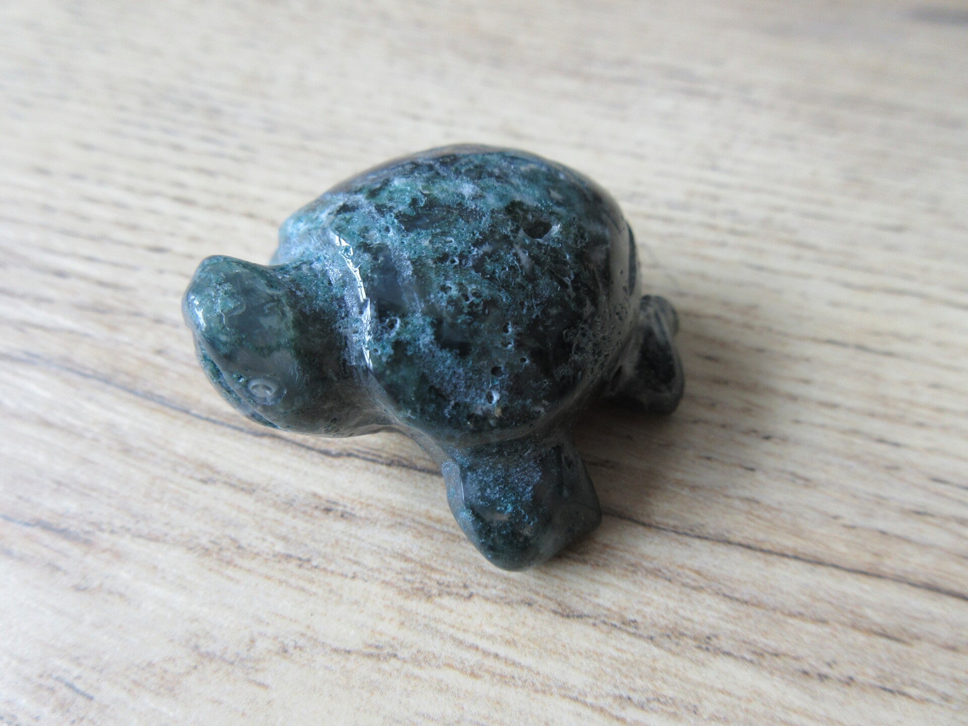 Zeeschildpad Mosagaat (#632)