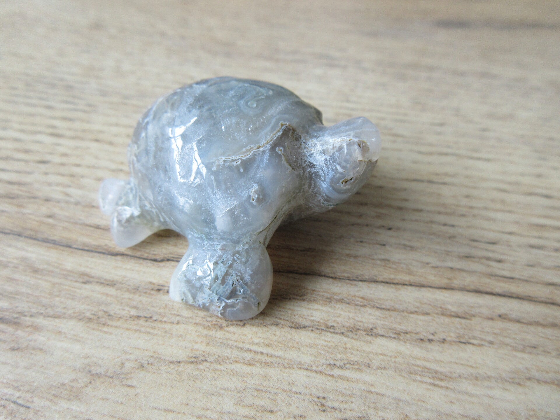 Zeeschildpad Mosagaat (#633)