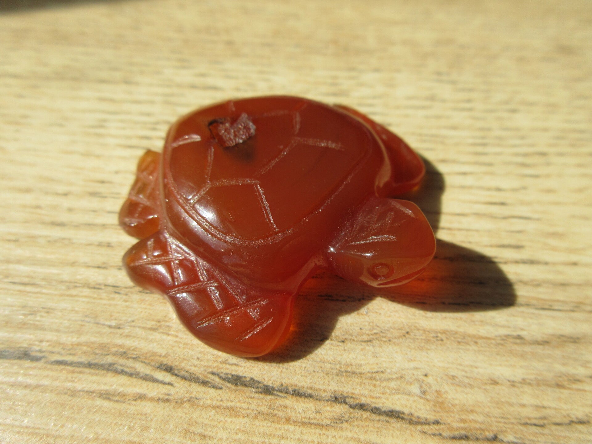 Zeeschildpad Rode agaat (#644)