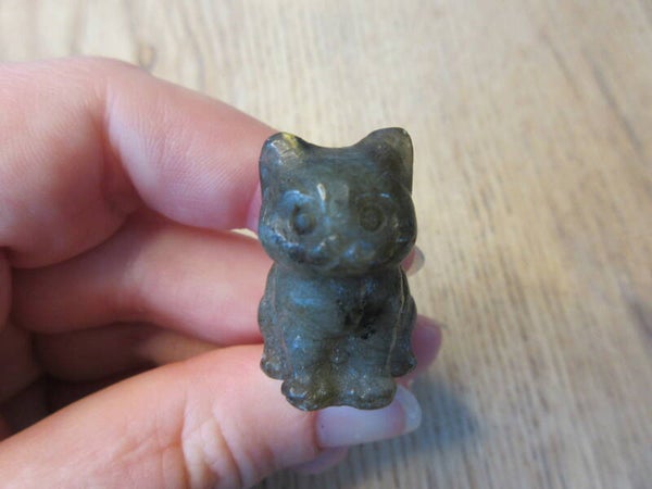 Kat Zittend Labradoriet (#99)