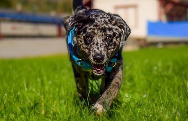 Ernährungsberatung Hunde