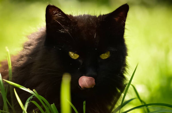 Ernährungsberatung Katze