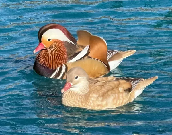 Apricot Mandarin Ducks