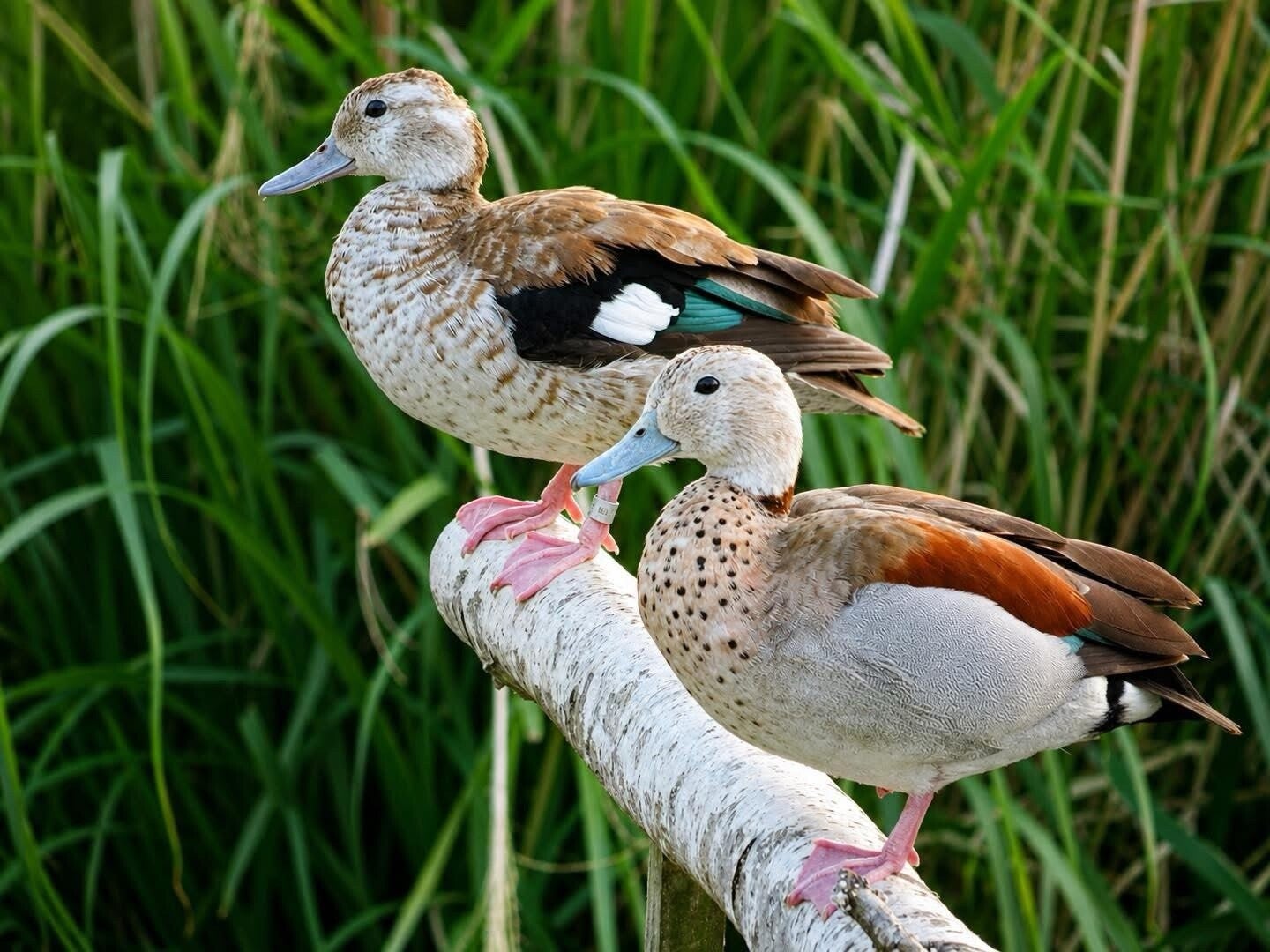 Ringed Teal