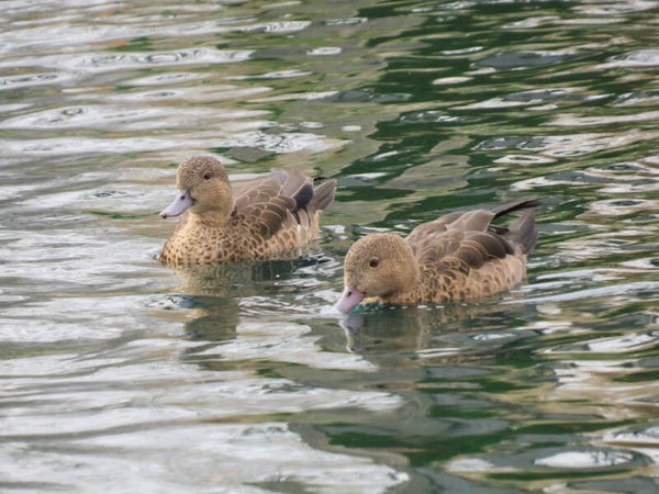Madagascar Teal
