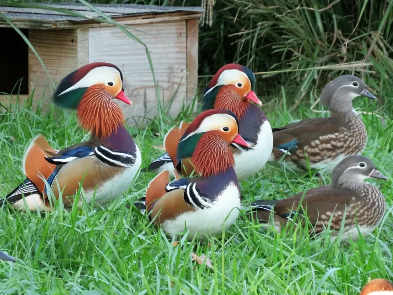 Mandarin Ducks