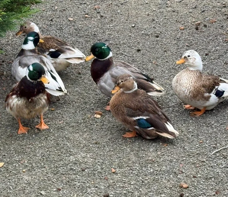 Pied Call Ducks