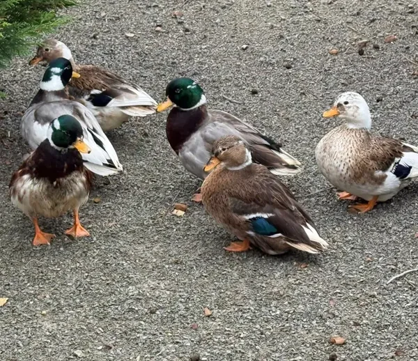 Pied Call Ducks
