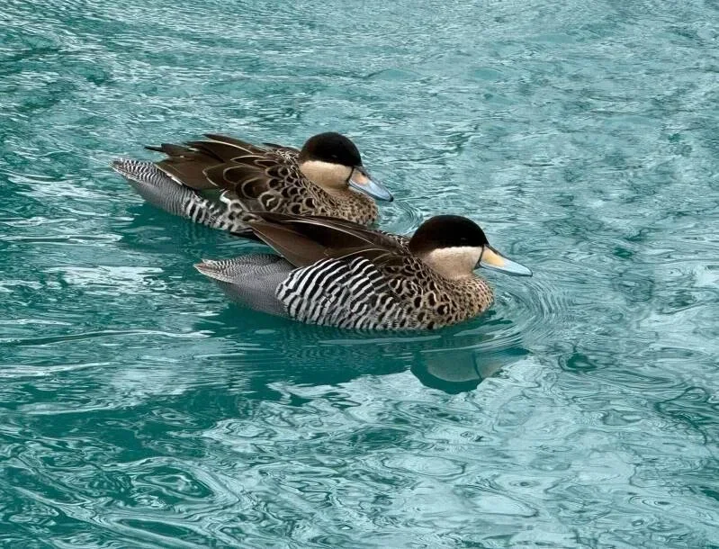 Silver Teal