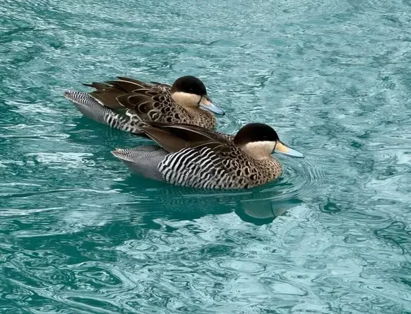 Silver Teal