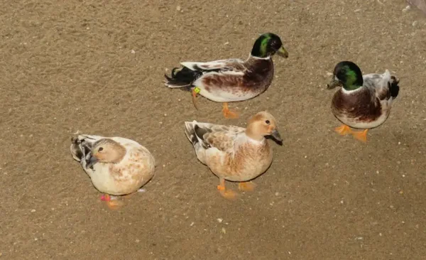 Snowy Call Ducks