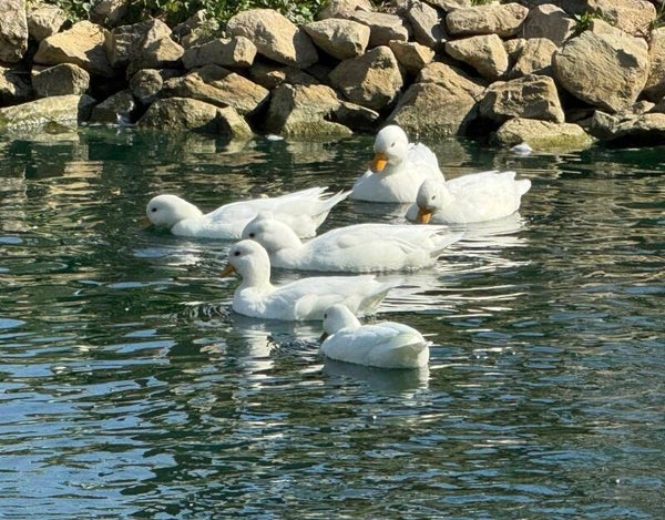 White Call Ducks
